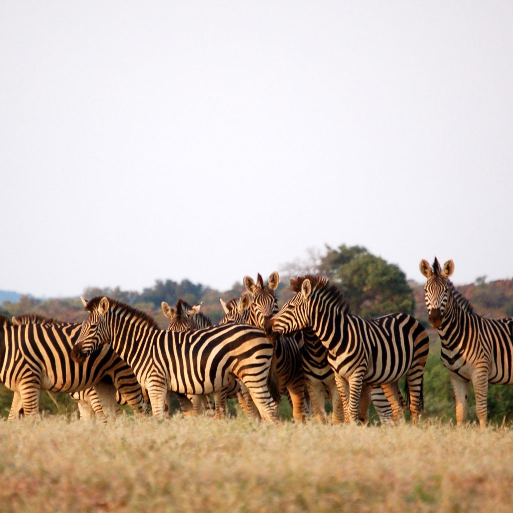 Zebras in africa