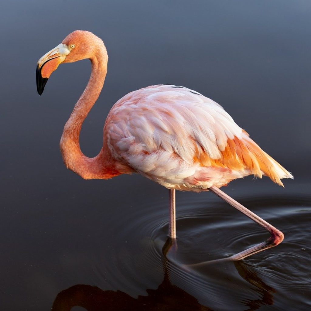 flamingo