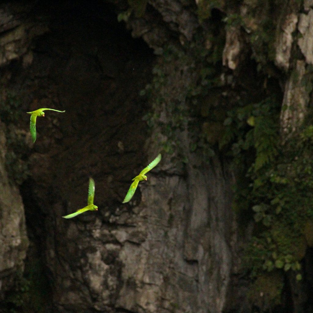 cave of swallows
