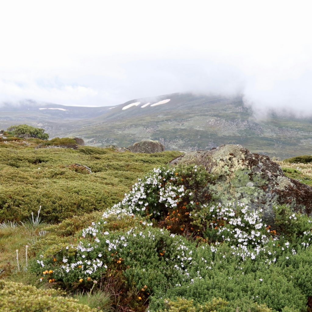 Kosciuszko National Park