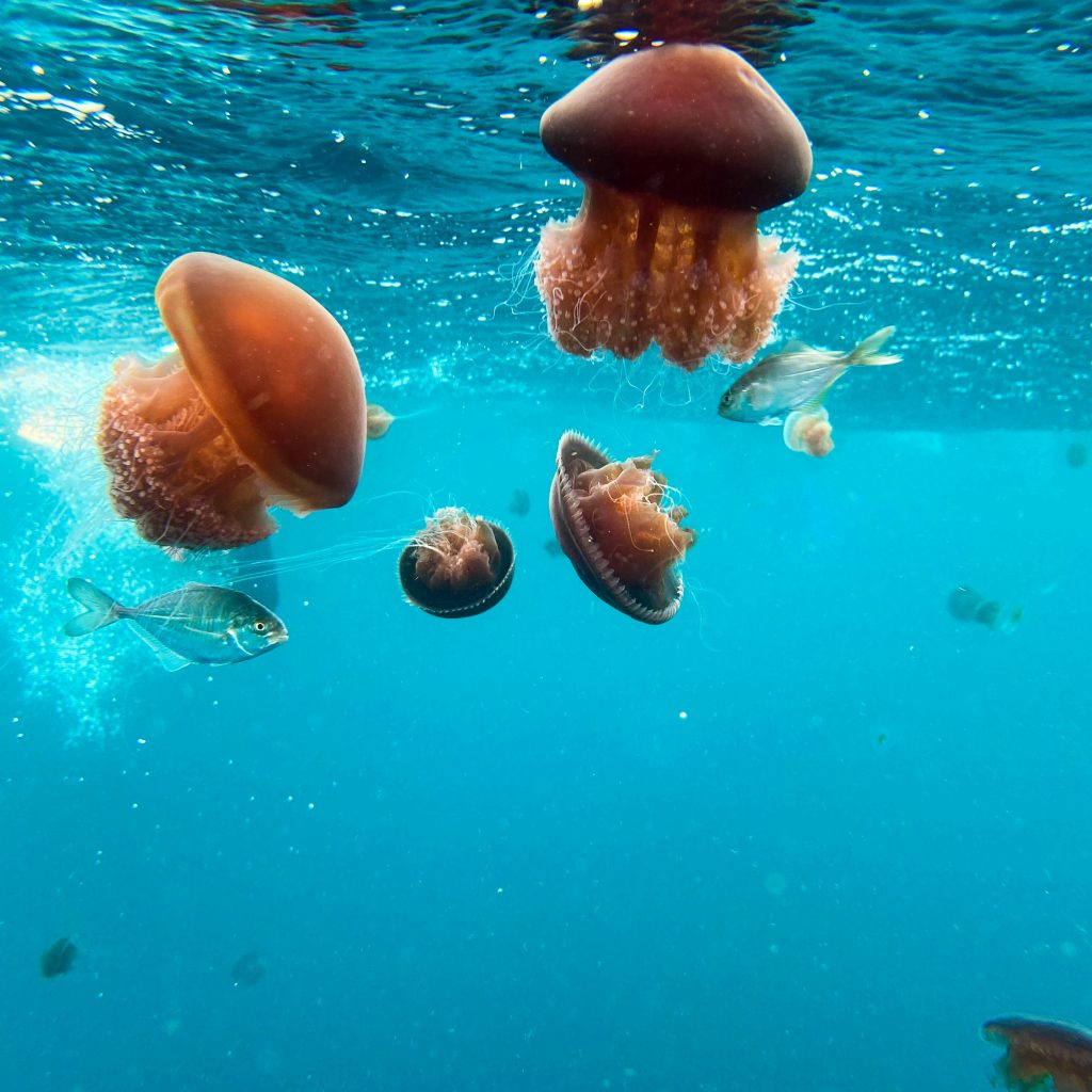 Ningaloo Reef